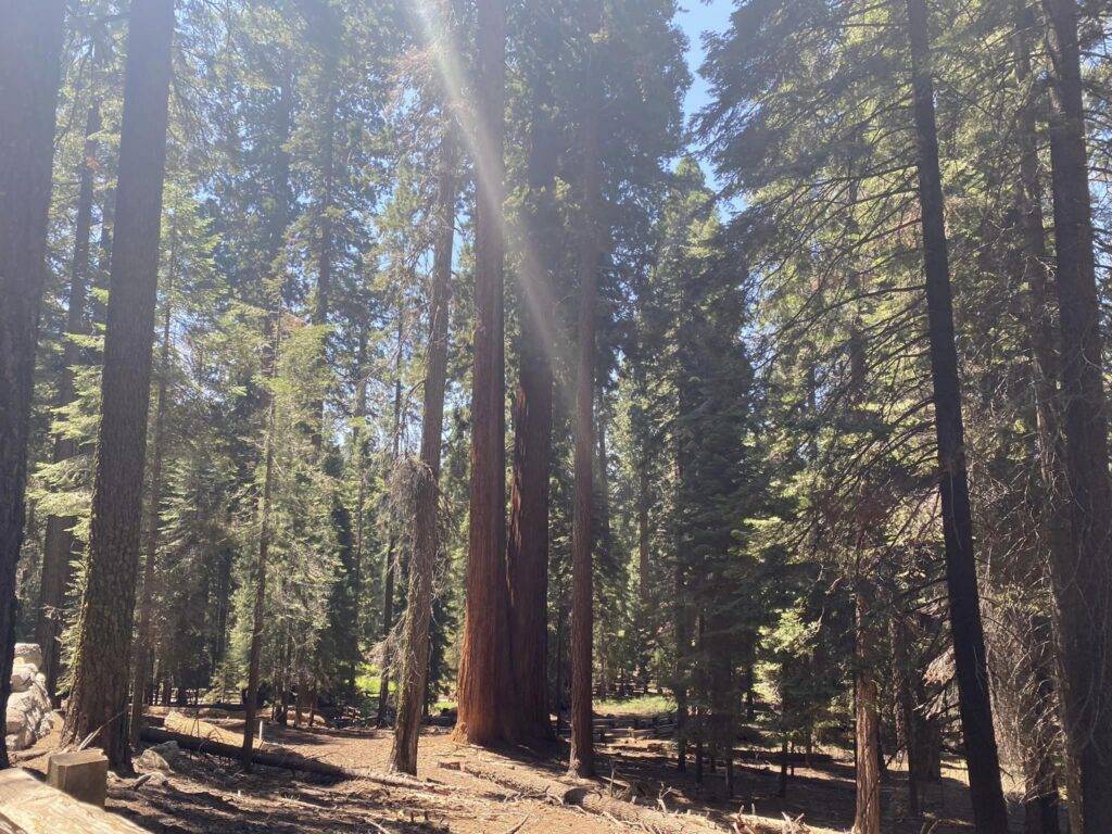 sequoia national park hiking